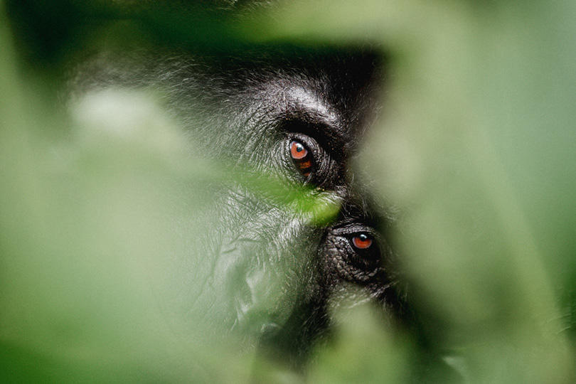 Mountain gorilla in Bwindi Impenetrable Forest